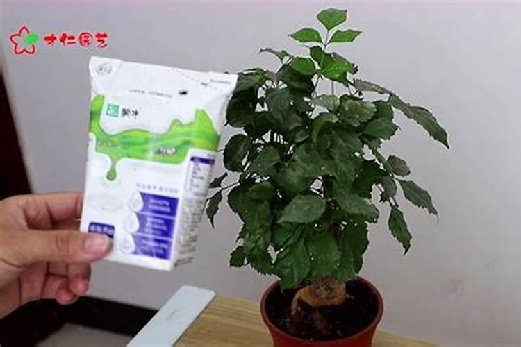 幸福树施什么肥最好 幸福树怎么施肥