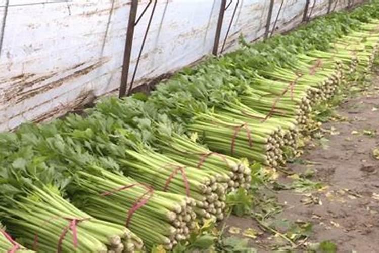 种芹菜用什么肥料好