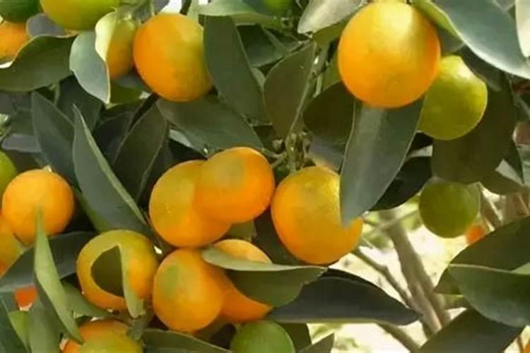 花椒树在什么时候打什么药？,花椒树用药全年用药