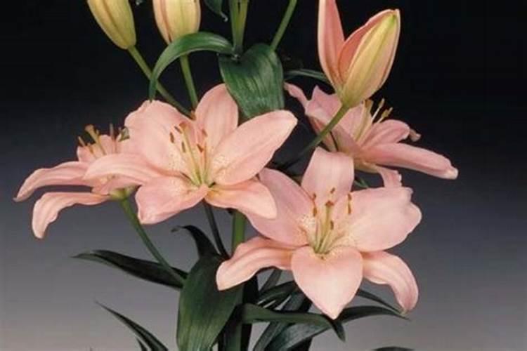 钙镁磷肥是复合肥吗 钙镁磷肥能和复合肥混施吗