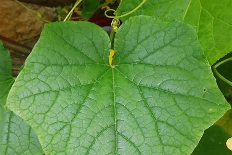 大棚黄瓜无公害生产技术规程