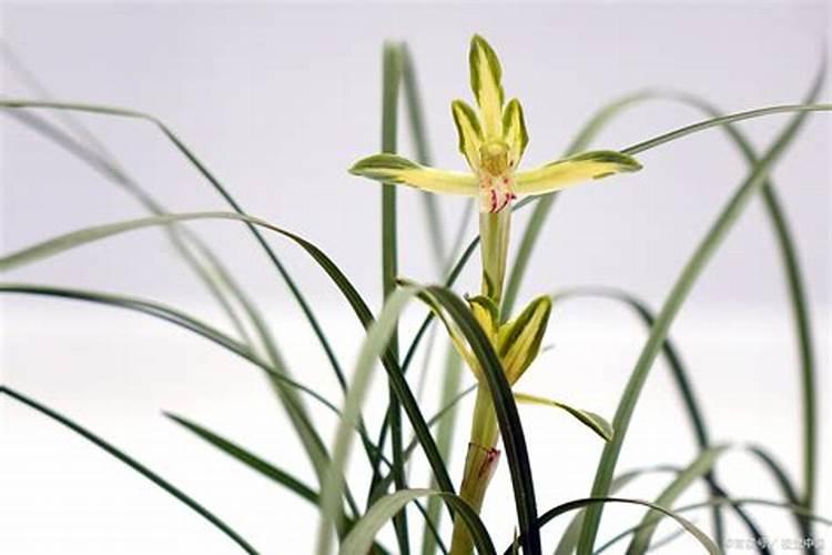 兰花的养殖方法和注意事项盆栽 兰花的养殖怎么浇水