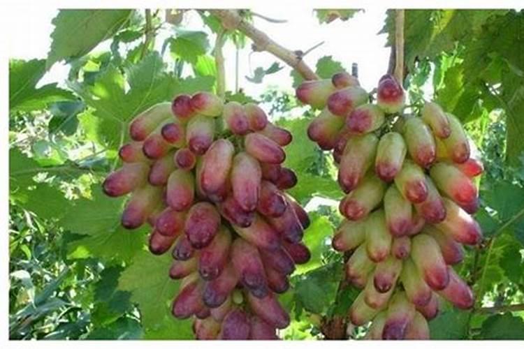 葡萄上色期使用的三种钾肥叶面肥