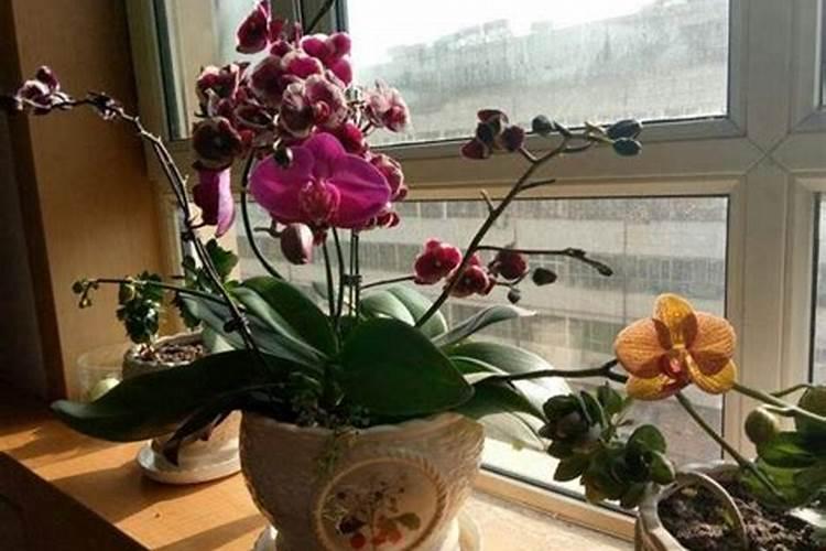 蝴蝶兰用什么肥,磷钾肥可促进花芽形成