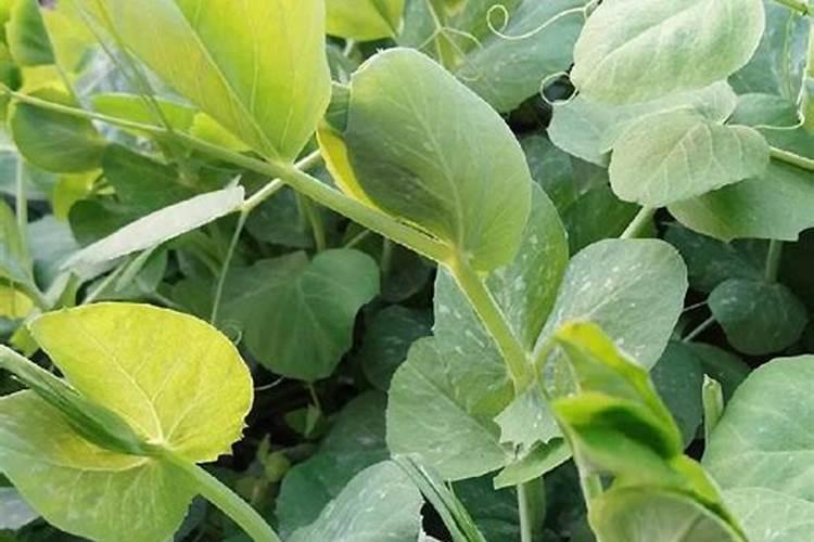 种豌豆尖用什么肥料才长得壮