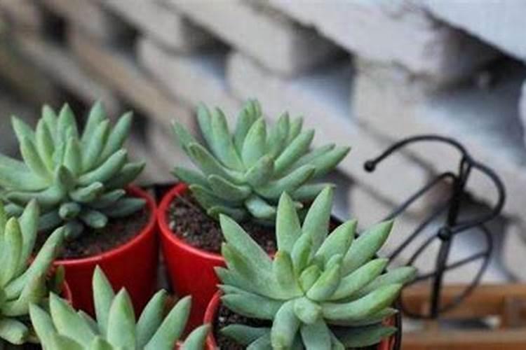 大量元素水溶肥对花卉绿植的用法