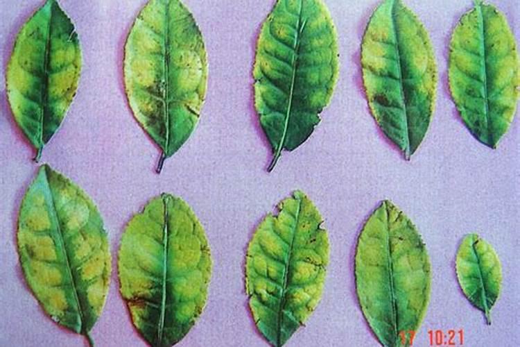 氮、磷、钾对茶树生长发育的作用