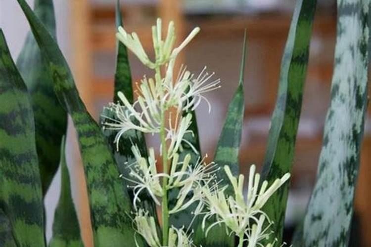 绿植花卉常用跟矿院黄腐酸钾组合经典的肥料复配方式