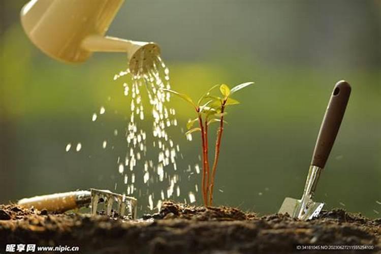 木槿花施什么肥最好