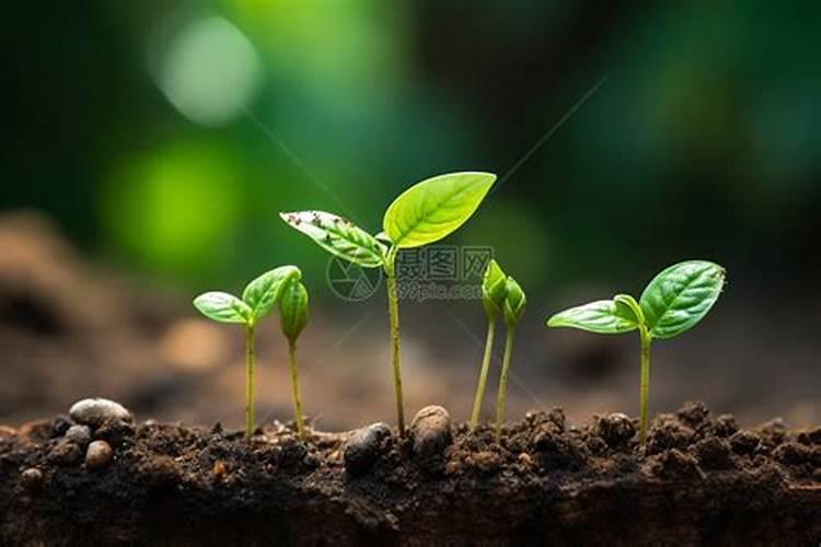 紫藤什么时候发芽 紫藤用什么肥料好