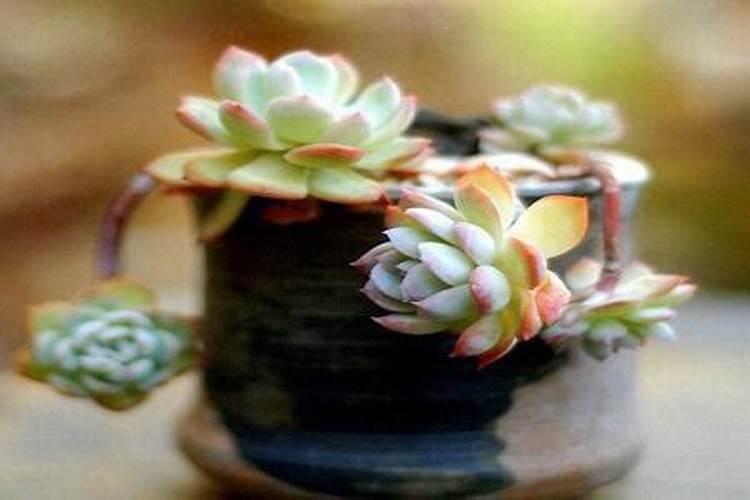 多肉植物施什么肥最好