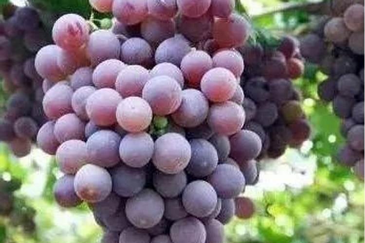 含录的冲施肥对葡萄有没有害