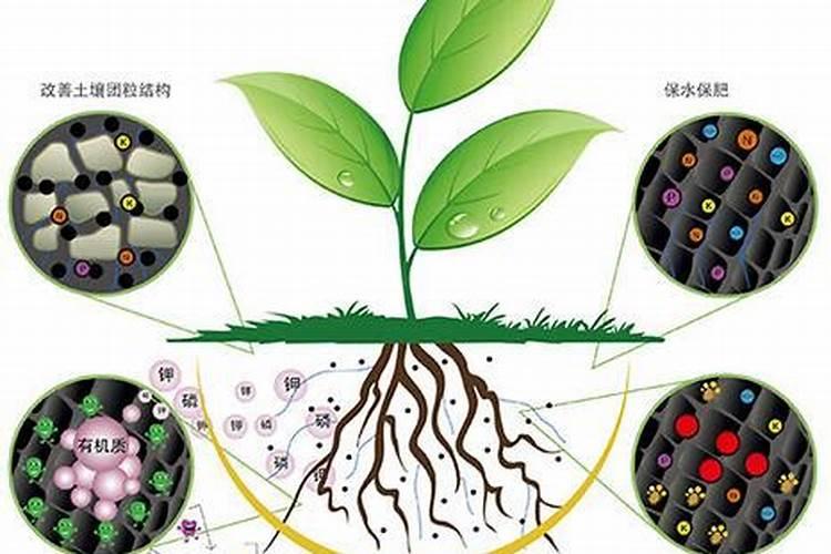 最好的海藻精是哪家