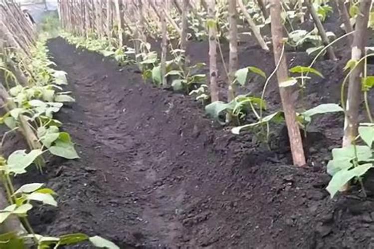 豆角种植增产的施肥要求