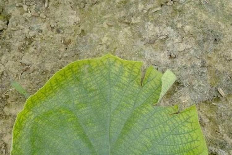 叶子发黄缺什么肥