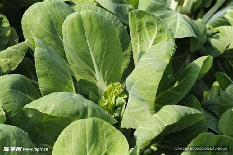 刚种的白莱太小,错用了芸台素调节剂,怎么办？？