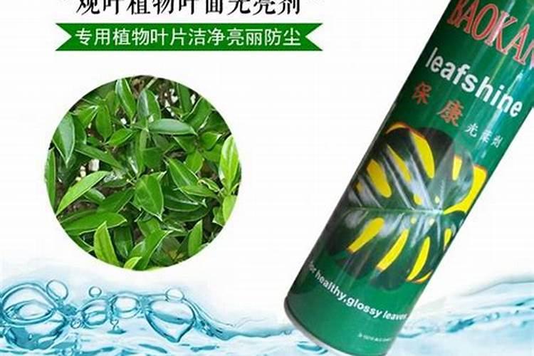 什么叶面肥能使叶子快速变绿变厚什么肥料可以使叶片肥厚