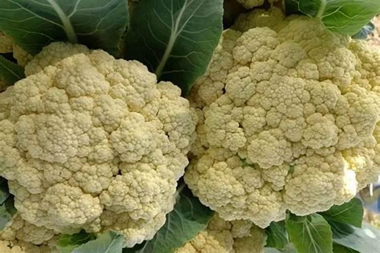 我种的西兰花怎么会很黄