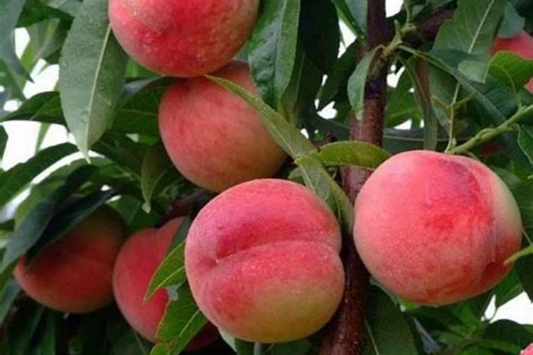 新栽的小桃树黄的叶尖为什么干了？