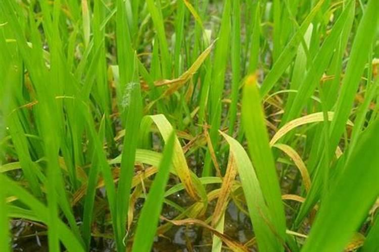 黄豆喜欢什么肥料,黄豆可以当做肥料用吗