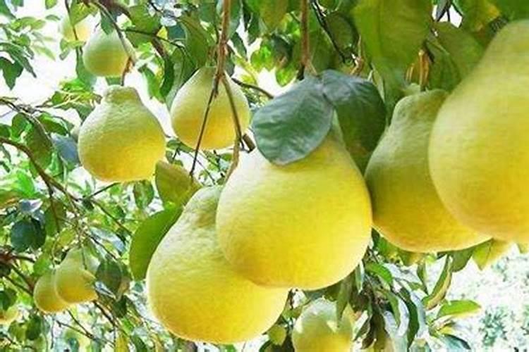 最补钙的水果 哪些水果补钙效果最好