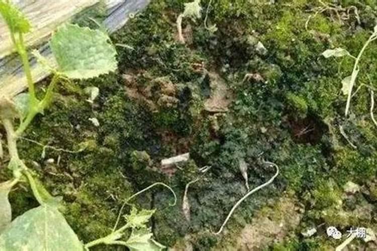 刚栽的蓝莓苗能都打壮多收？