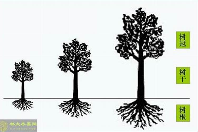 如何让树变粗
