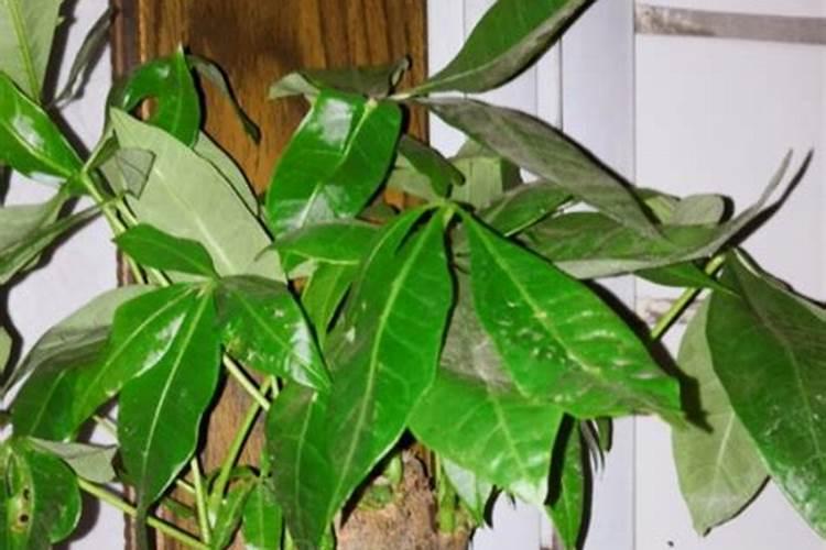 树干增粗的几种方法