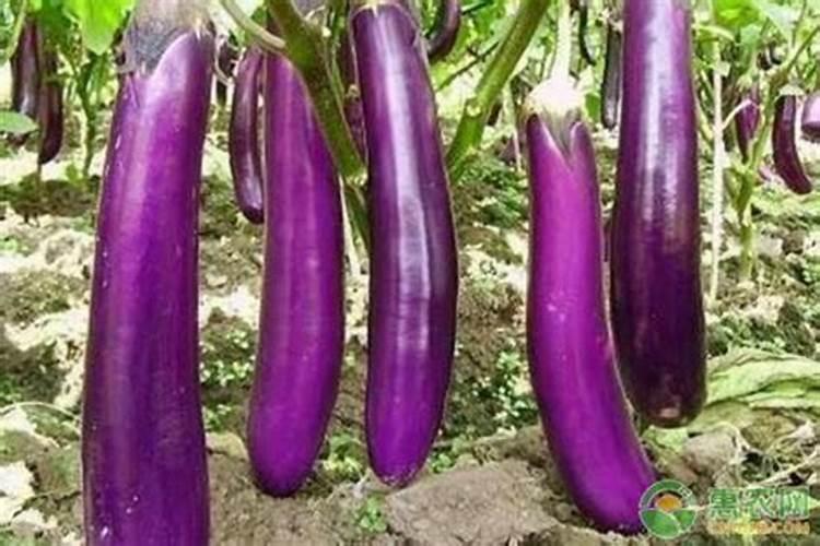 茄子种植什么时候好？叶面肥防病用什么好
