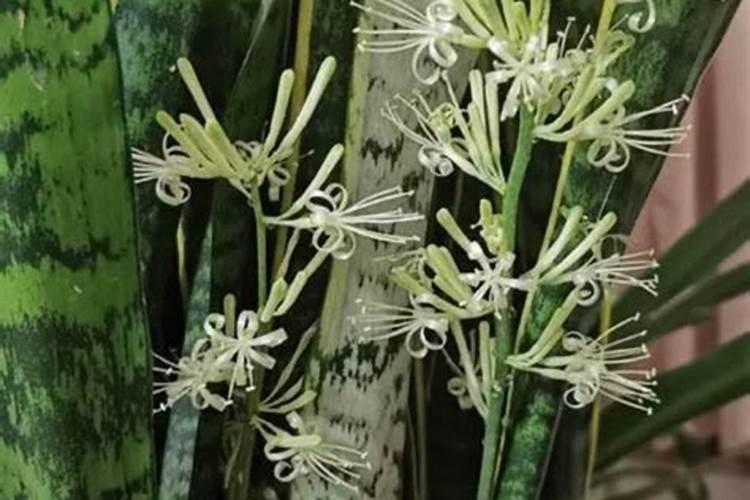 28一表高芸苔素内酯0.004%和叶面肥对药害有效果吗