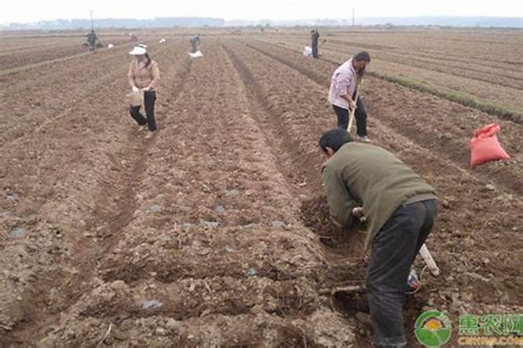 马铃薯地施什么肥最好