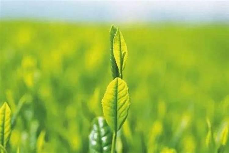 茶园如何施用叶面肥？