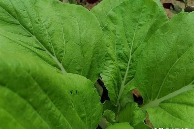 杜鹃花施肥用什么肥 杜鹃花施肥技巧