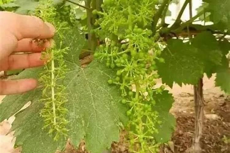 葡萄拉穗疏果方法 注意事项有哪些