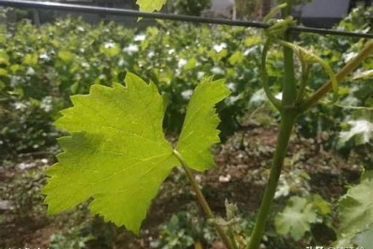 葡萄拉穂太长卷怎么办