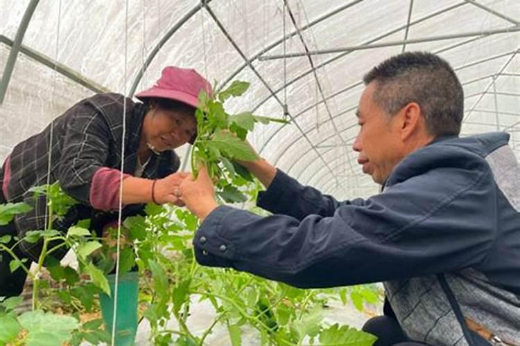 入伏后果树打什么农药