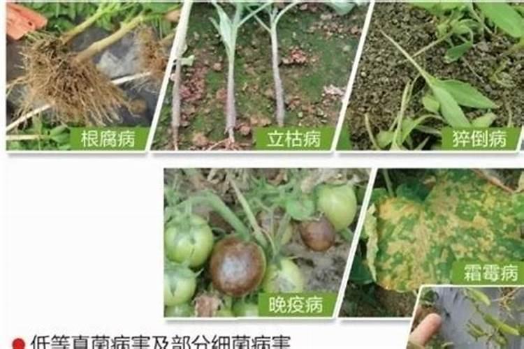 亚磷酸铜杀菌作用