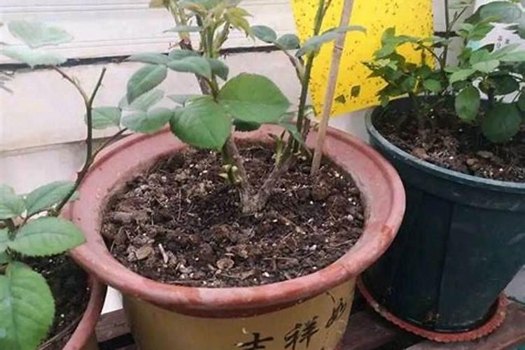 月季花如何施肥