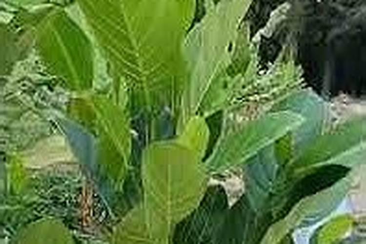 菠萝蜜种植方法