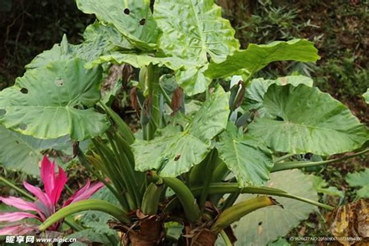 五指山仙人掌怎么养长的好