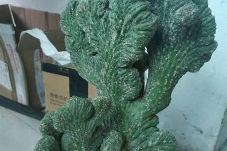 五指山仙人掌怎么养长的好 家庭养殖方法