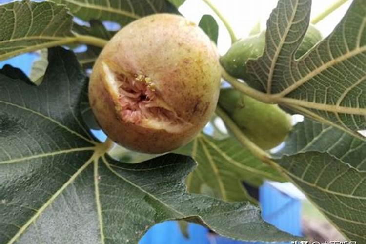 无花果施肥的正确方法