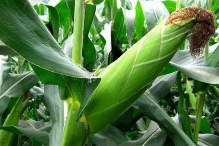 糯玉米什么方法早熟