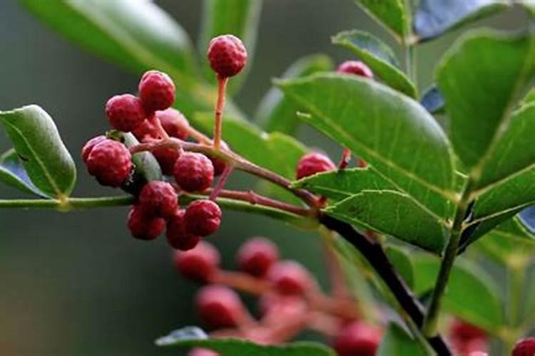 花椒树浇水时注意哪些问题