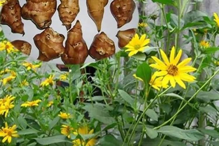 种红薯如何使用钾肥