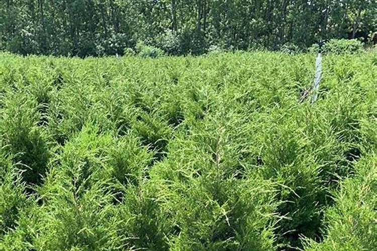 塔柏树种植方法和注意事项是怎样的？