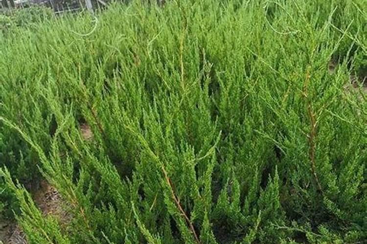 塔柏树种植方法和注意事项是怎样的？