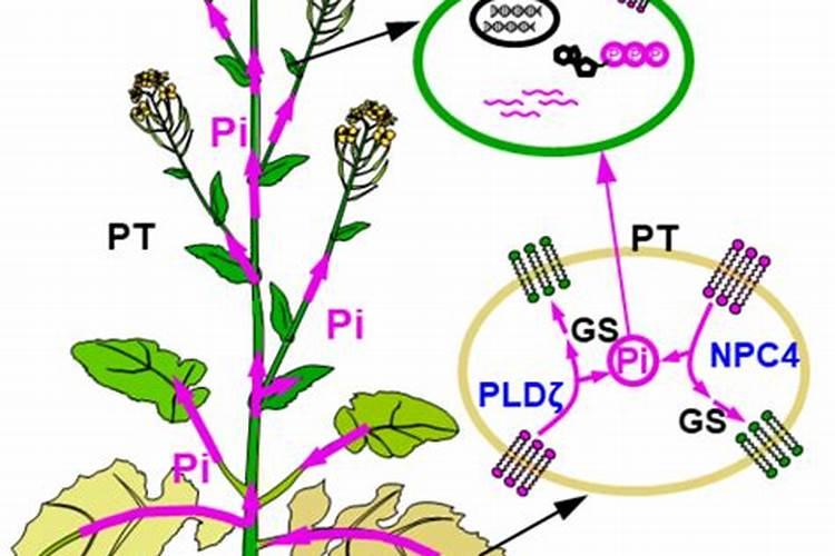 油菜上什么化肥最好