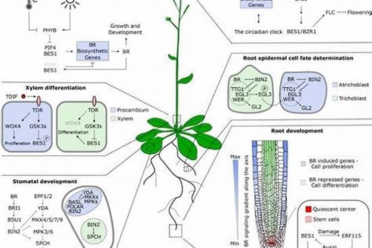 芸苔素内酯——这种新型绿色环保植物生长调节剂你了解多少？