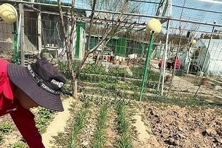 生活中被丢弃的竟是绝佳种菜肥料,快来看5种生活废料怎样用来种菜百度...